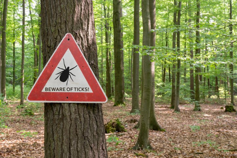 Lyme disease cases have gone up in the U.S. Here’s why — and how to protect yourself.