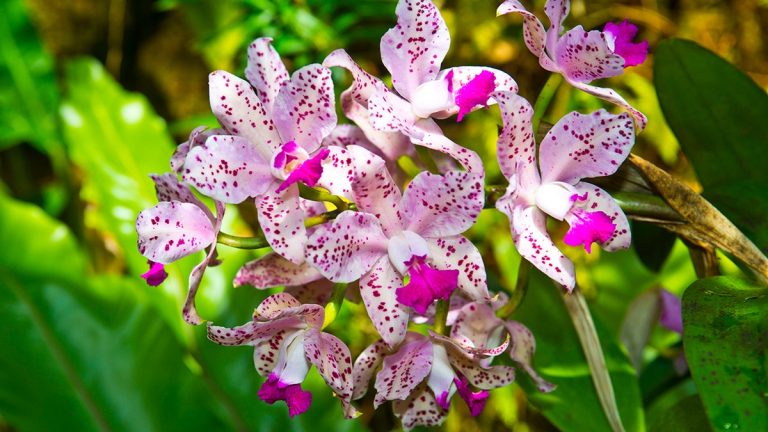 Springtime travel: 5 flower gardens across 5 time zones showcasing American beauty