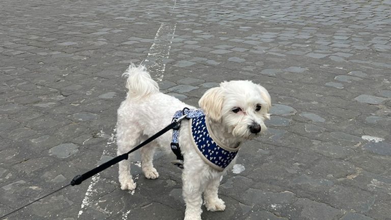 Dog mom spends $900 taking her pup on month-long European vacation across Italy: ‘Great companion’