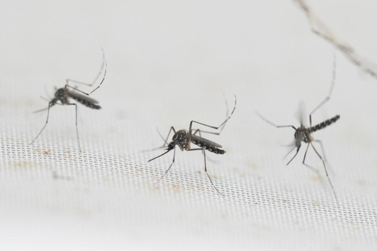 CDC warns of increased risk of dengue fever infections. Here’s what experts say about mosquito-borne illnesses.
