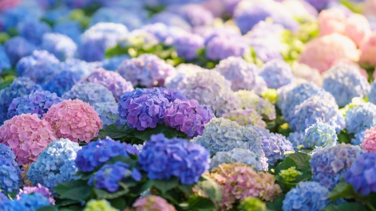 This popular flower is in sensational form in New England this summer