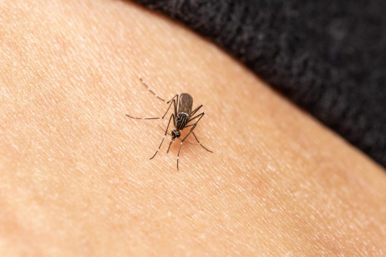 Mosquito-borne illnesses are back in the news. 4 ways to protect yourself.