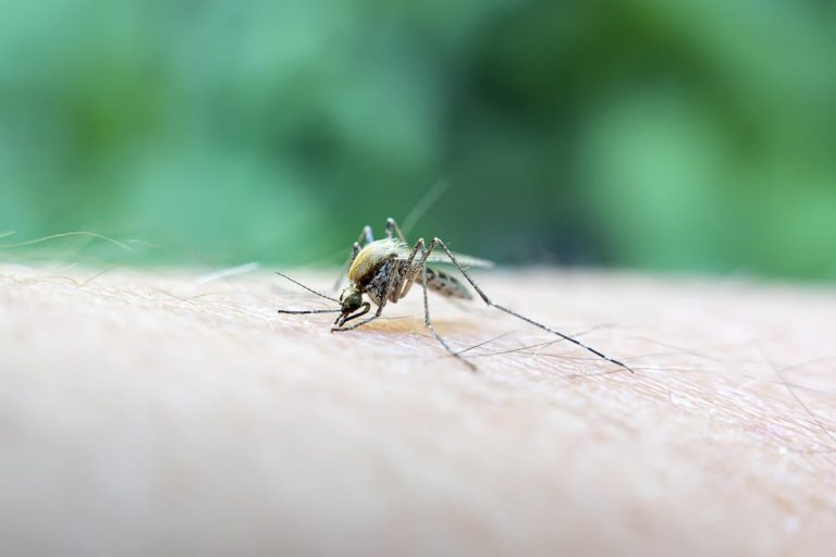 Oropouche virus is spreading — and U.S. travelers have been affected. Here’s what to know about the insect-borne disease that has caused 2 deaths.