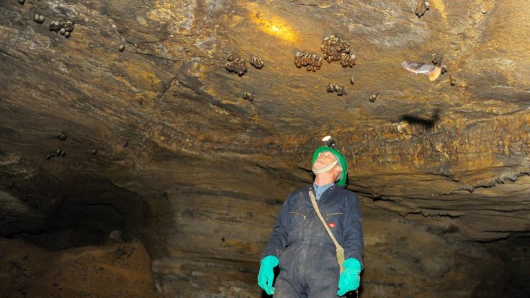 Deadly bat disease fungus confirmed in key tourist destination as officials warn of impacts